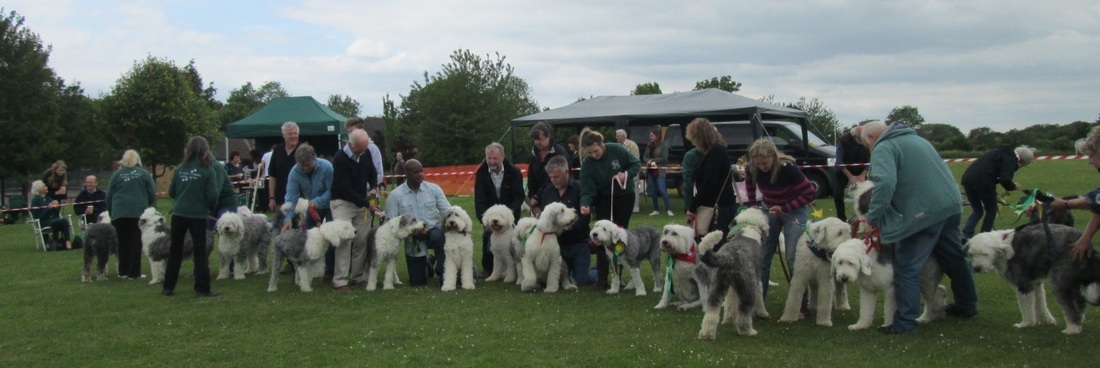 Picture of Old English Sheepdogs